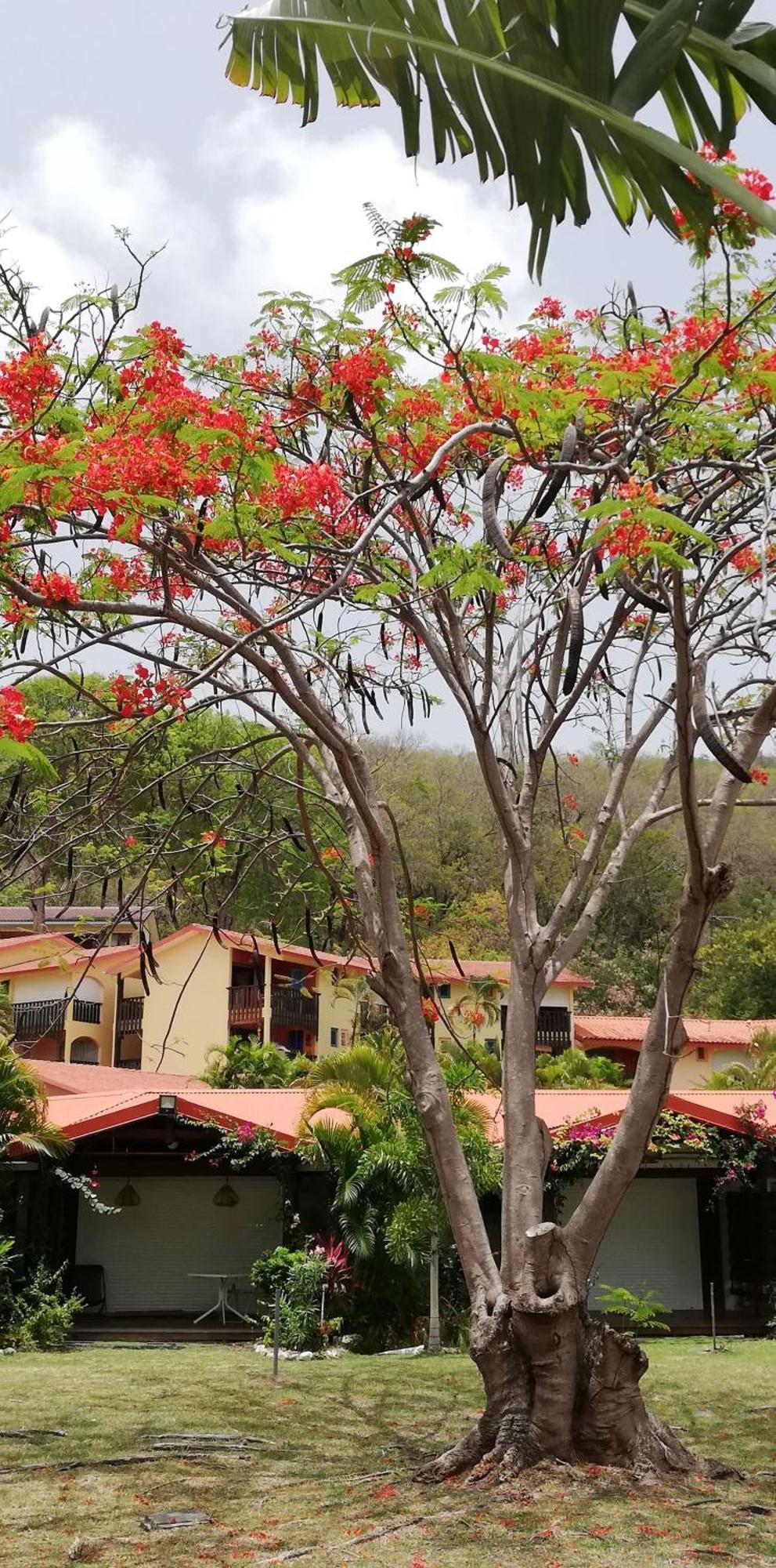 Bigouz Residence La Plage De L'Anse Caritan 圣安娜 外观 照片